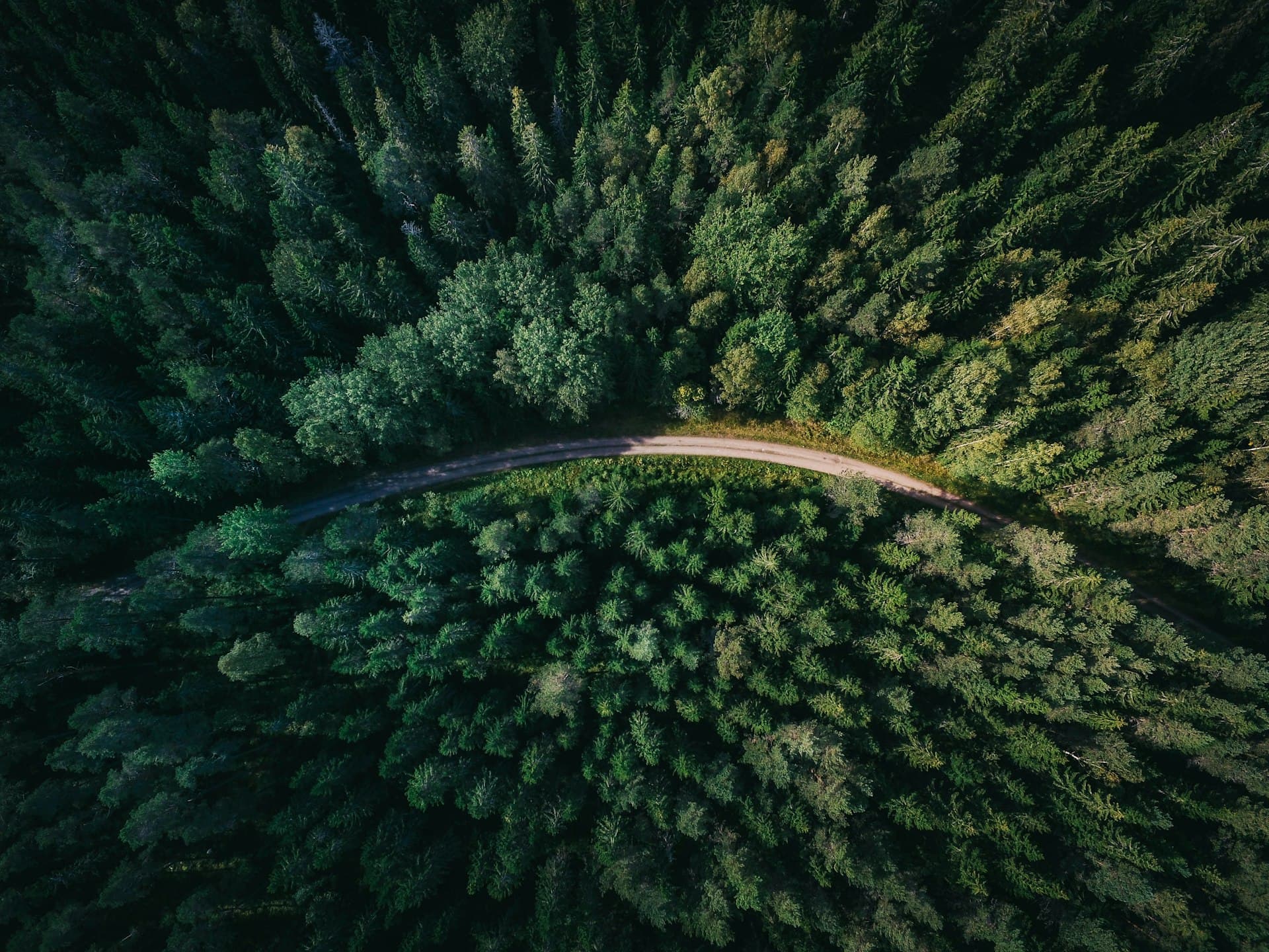 Aerial view of a forest road winding through dense trees